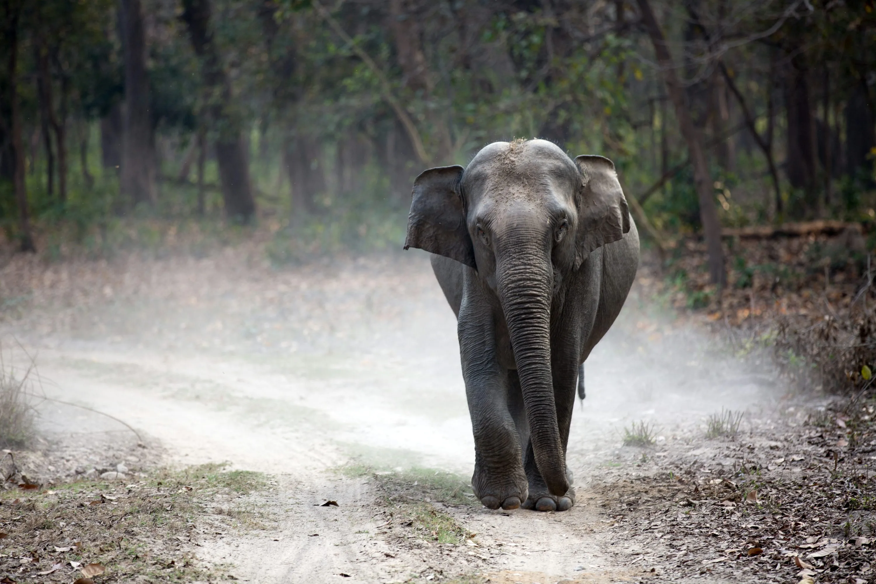 Elephant safari experience in Jim Corbett forest reserve